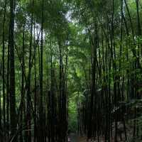 贊丹山：原始山林～大自然壯美恢弘