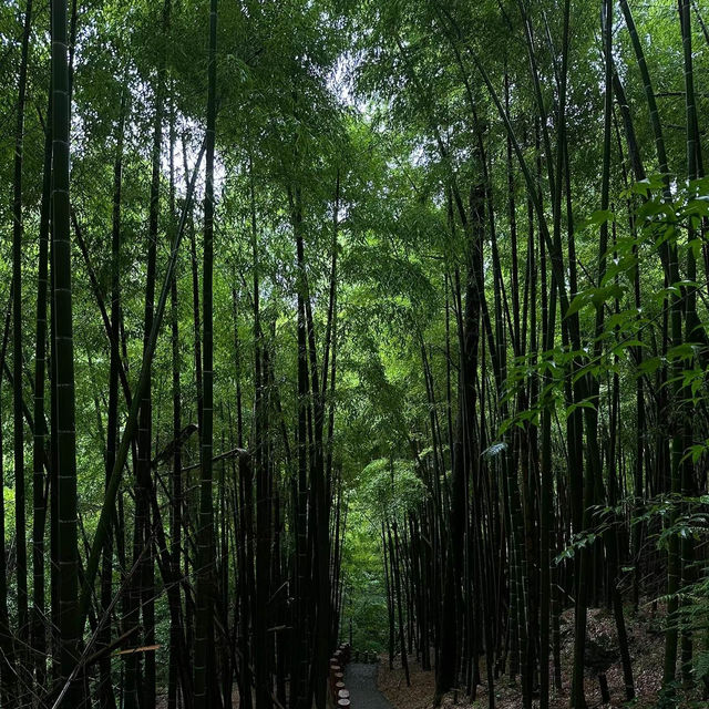 贊丹山：原始山林～大自然壯美恢弘