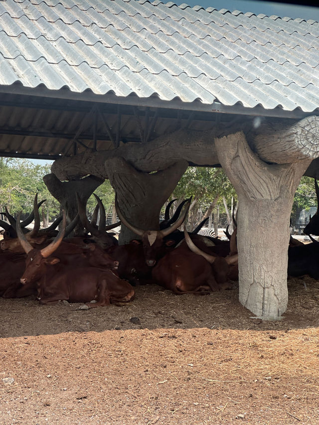 ขับรถชมสัตว์ต่างๆที่ซาฟารี พาร์ค🦓