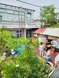 우연히 만나 더 예뻤던 전주 목향장미💛