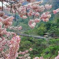 佘山國家森林公園：青翠山水畫捲