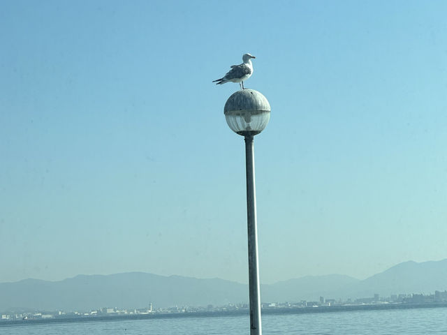 ［福岡忘憂聖地］能古島🏝️（1）：四季也有不同的花海，令人心曠神怡‼️