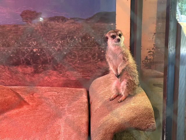 【福岡】🌴九州自然動物園：小動物摸摸樂，親子好去處！