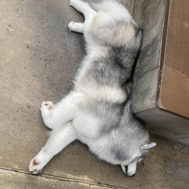 【ハスキーカフェ🐕】