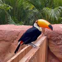 新加坡飛禽公園：近距離觀賞珍稀飛禽，絕佳地方領略鳥類奇觀！