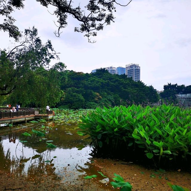 洪湖公園