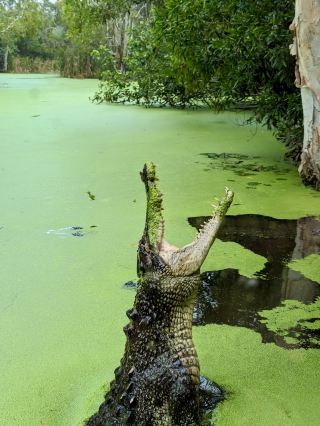 Hartley's Crocodile Adventures