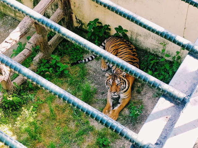 Jinyangho Zoo