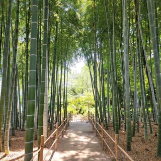 一起去廣島縮景園走走吧！！！