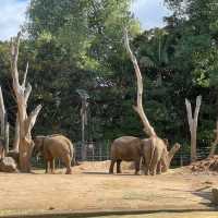 【墨爾本動物園】珍稀動物近距離觀察，週末適合遊覽