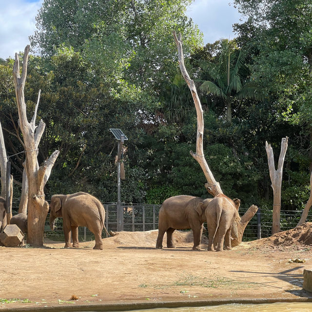 【墨爾本動物園】珍稀動物近距離觀察，週末適合遊覽