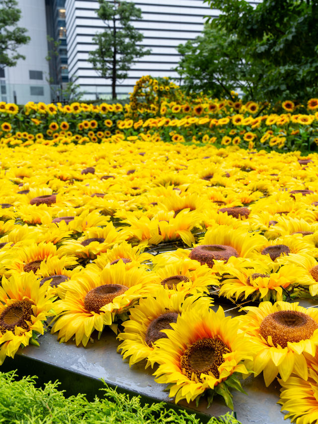 最速攻略🌻決して枯れないひまわり畑がパワーアップして帰ってきた😊去年の🌻2倍！！♡を探せ✨