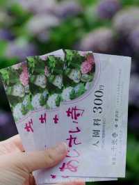 จุดชมดอกไฮเดรนเยียฟุกุโอกะหน้าร้อน