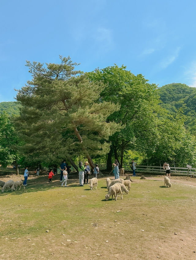 자연에서 힐링하기 좋은 서울 근교 명소🍃🐏