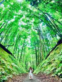 美人林 @ Bijin Bayashi Forest 