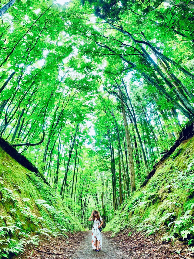 美人林 @ Bijin Bayashi Forest 