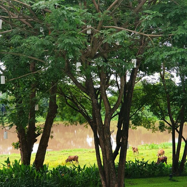 Riva Vista Riverfront ที่พักผ่อนฟีลดีที่จริงใจ