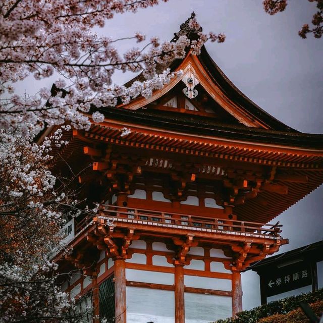 Majestic Kiyomizu-dera Temple ⛩️✨