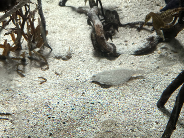 芝加哥必到的海洋博物館：湖濱大道謝德水族館‼️海洋魅力，保護海洋環境」