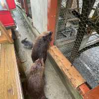 【動物に癒されるトリアスふれあい動物園】