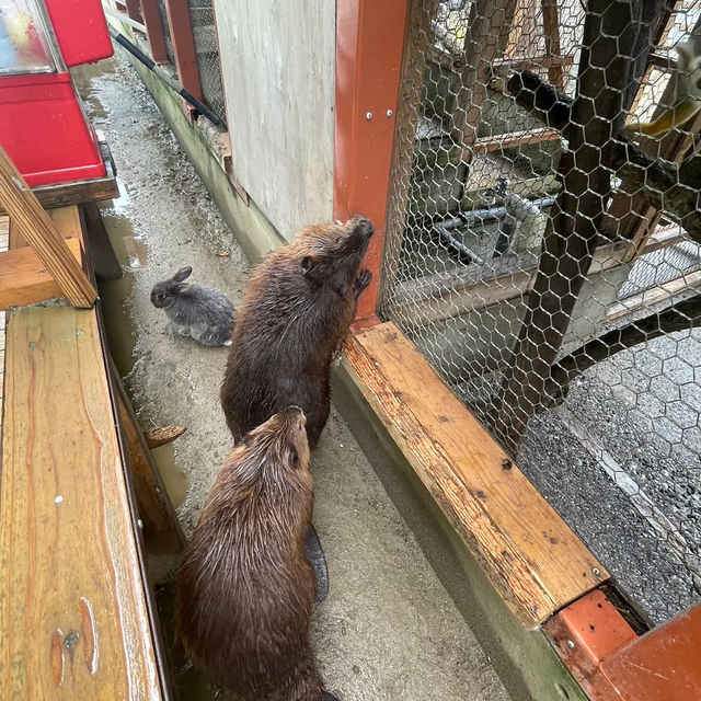 【動物に癒されるトリアスふれあい動物園】