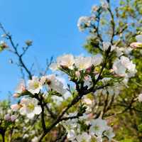 Cherry Blossom Flower Season at YangMingShan Taipei