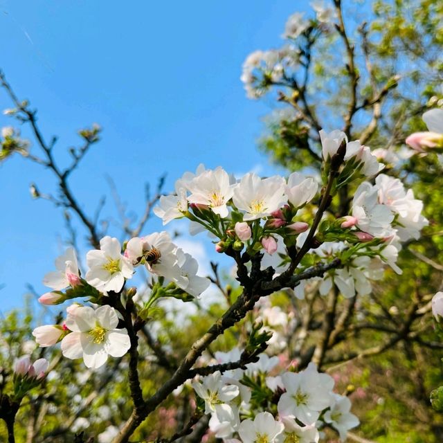 Cherry Blossom Flower Season at YangMingShan Taipei