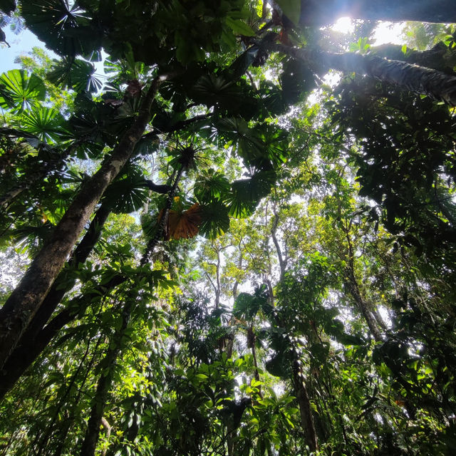 Daintree Rainforest: A Journey into Australia’s Pristine and Ancient Wilderness