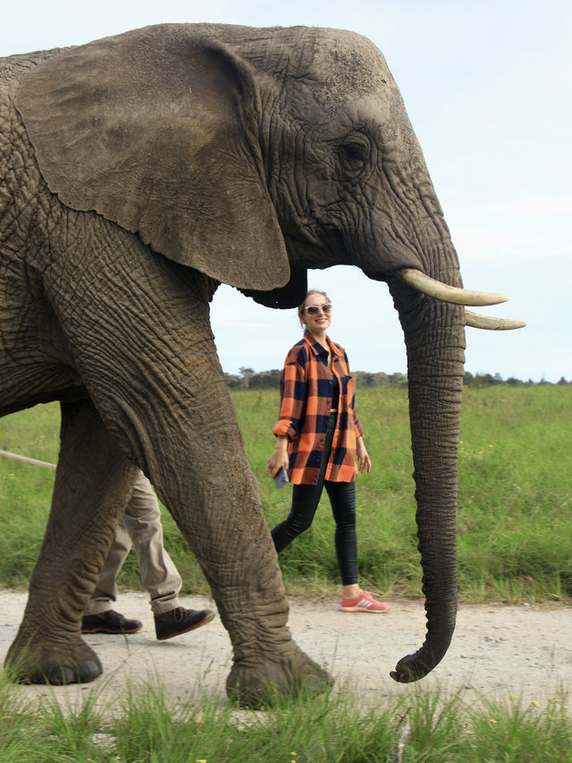 Ethical way to experience elephants 🐘 