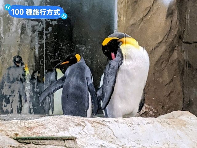台北-大人小孩都喜歡的最佳親子景點：台北市立動物園