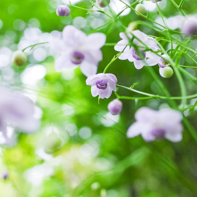岳人の森