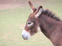 เที่ยวชมสัตว์ที่ (Viva Foresta Farm)