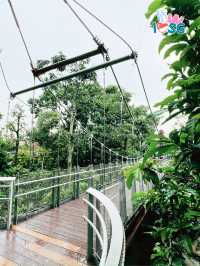 🇸🇬 Forest Suspension Bridge Bird Paradise