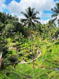 🌳 Rice Paddy Field