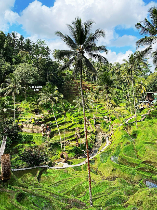 🌳 Rice Paddy Field