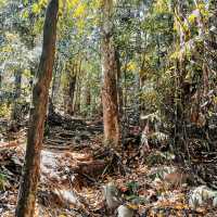 "Serenity in Green: The Enchanting Forest Views of Penang Hill"