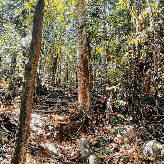 "Serenity in Green: The Enchanting Forest Views of Penang Hill"