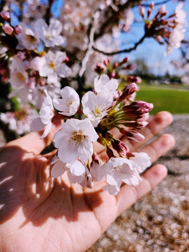 🇦🇺 Japanese Cherry Tree Grove, Canberra, Australia