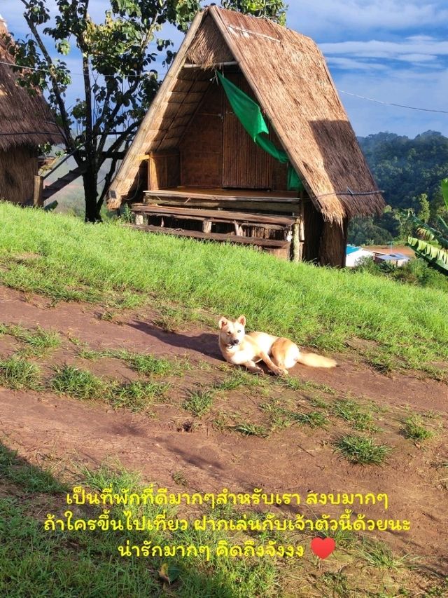ฮาดู่บิ ทำถึงมาก 