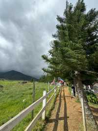 Desa Dairy Farm, Kundasang