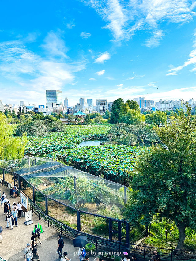 都心にあるのがすごいよね【東京/上野】