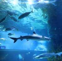 Sea Life Bangkok Ocean World