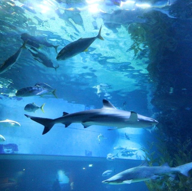 Sea Life Bangkok Ocean World