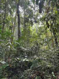Escape to Nature: Sungai Congkak Recreational Forest