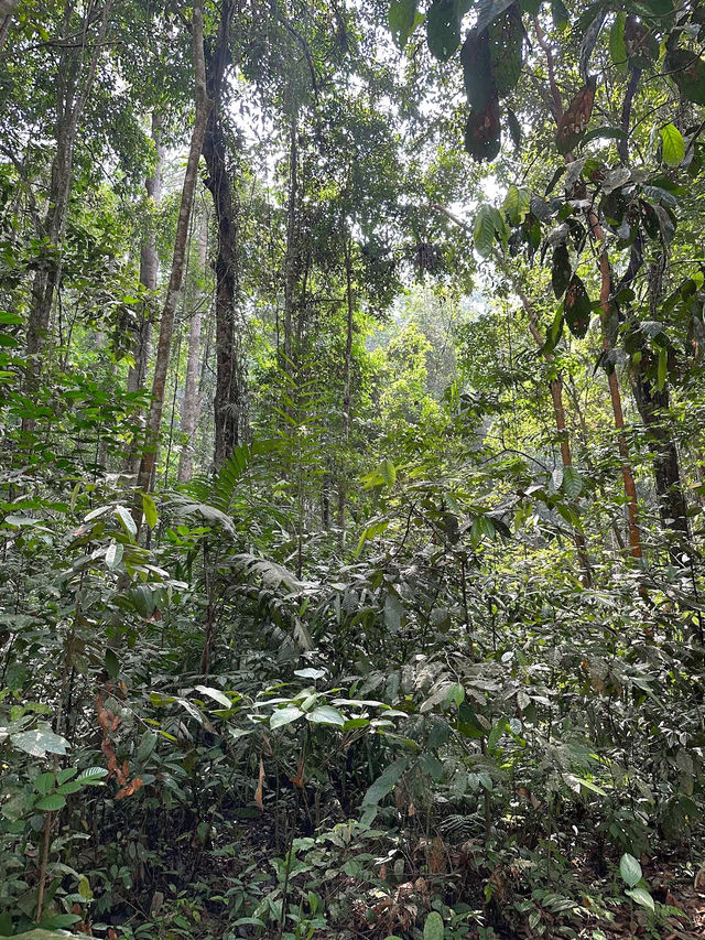 Escape to Nature: Sungai Congkak Recreational Forest