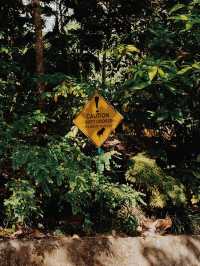 A Morning Adventure with Playful Monkeys in Ubud’s Sacred Monkey Forest