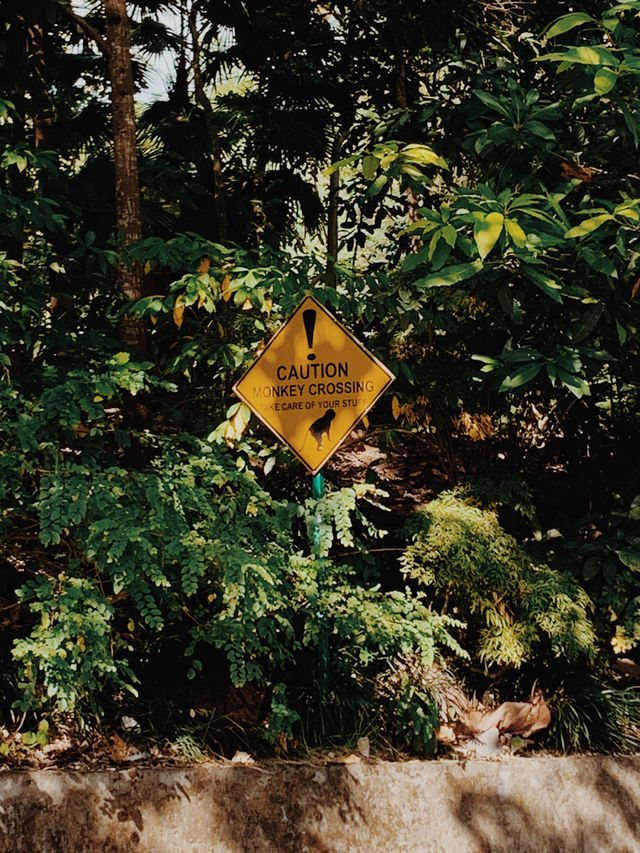 A Morning Adventure with Playful Monkeys in Ubud’s Sacred Monkey Forest