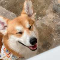 CORGI in the garden คาเฟ่คอร์กี้