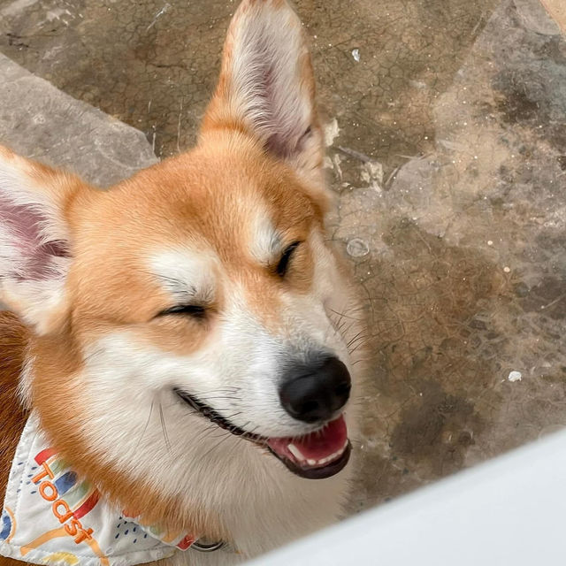 CORGI in the garden คาเฟ่คอร์กี้