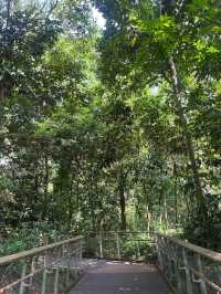 🇸🇬 Conquering the Summit: A Hike up Bukit Timah Hill in Singapore
